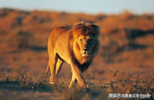 为什么狮子总是满脸苍蝇,老虎的脸上却经常干干净净