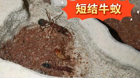 短结牛蚁珍贵捕食视频,一针毙命,世界上最大的牛头犬蚁