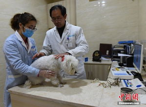 重庆一宠物医院推出中医疗法为狗狗做针灸 