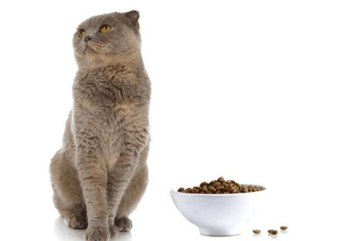 猫咪为什么会得脂肪肝 猫咪脂肪肝是怎么引起的