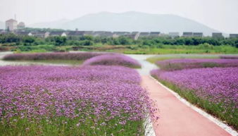 西京湾花田停车场51免费吗,北京dt51商场有停车场吗