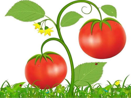 长在头上的西红柿