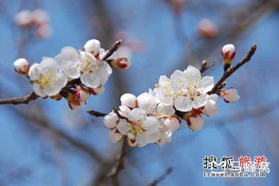 春天花会开 玩转全国知名杏花观赏地
