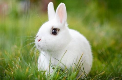 1975年 兔 的后半生 不是一般的命好 家有属兔之人必看