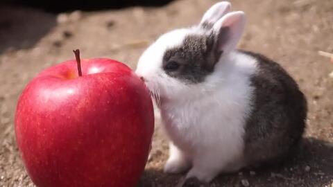 兔子吃苹果