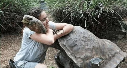 为了防止象龟灭绝 科学家把它放养到荒岛