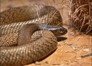 世界上最恐怖13种毒蛇盘点 中华眼镜蛇倒数第一 