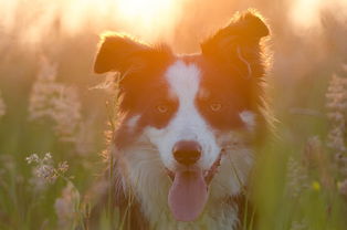 边境牧羊犬,夏季,日落,英国牧羊犬,景观,美丽,太阳 