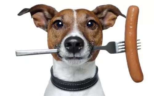 狗狗肠胃疾病的诊断和治疗方法 