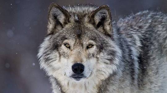 狼最害怕的天敌是什么,狼最怕什么动物