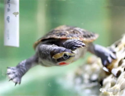 半水龟与水龟的区别是什么