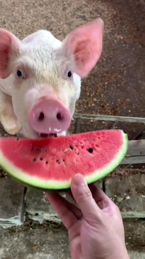 炎炎夏日 猪猪也要整点西瓜 