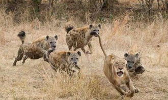 史上最强对决 老虎单挑狮子和鬣狗,谁更强悍 鬣狗一秒被咬死