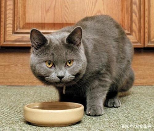 一款猫粮吃多久建议更换,猫什么情况下可以换猫粮