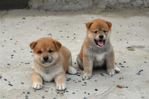 这才是中国的 秋田犬 ,它比金毛和二哈更遭人喜欢,生命力极强