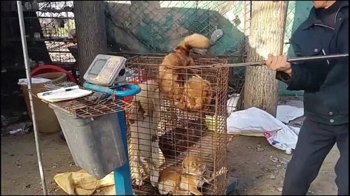 农村狗市 狗贩子交易市场,精彩视频在线观看 