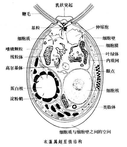 衣藻是什么东示?