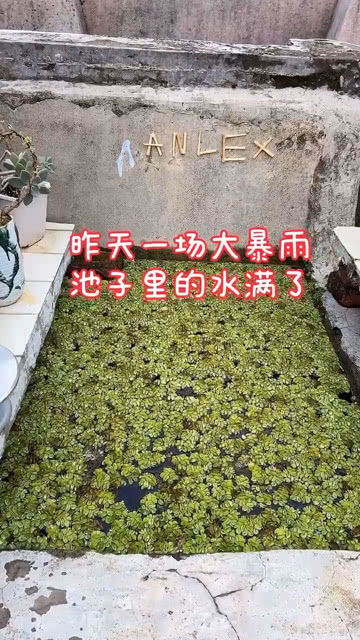 一场大暴雨,池子里的水满了,水草一夜之间长满了池子 