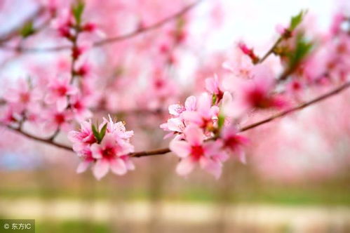 2月,3生肖喜迎人生上上签,桃花旺横财发