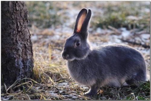 家养的兔子一般都能活多久 