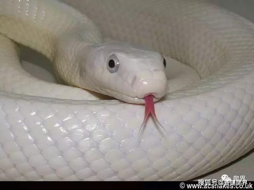 有一种蛇,他的名字叫做白娘娘 鼠蛇 