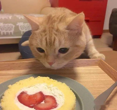 日本最贪吃人气猫 只要餐桌摆出食物 就会自动现身