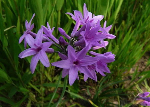 紫娇花的养殖方法及养护要点,紫露草的养殖方法和注意事项