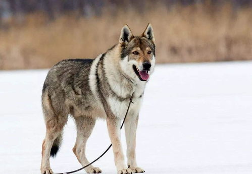 它似犬非犬,似狼非狼,成就史上最 诡异 的犬种