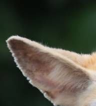 小动物欢乐节 系列之动物的耳朵 