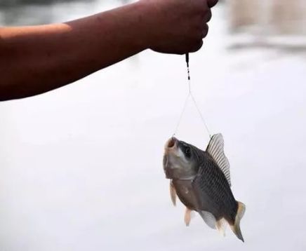 钓鱼 黑坑作钓有浆层,一定不要用搓饵去调钓 