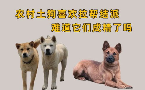 为什么在农村生活的笨狗,很喜欢拉帮结派