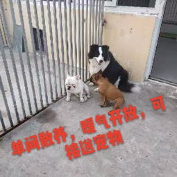 图 望京宠物寄养猫狗,环境好价格低长期寄养更优惠 北京宠物服务 