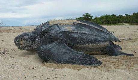 3月28日蚂蚁庄园答案今日答案 世界上体型最大的海龟是