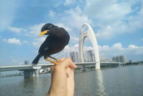中国国产的两种说话能力超强的鸟,外国人见了也得服