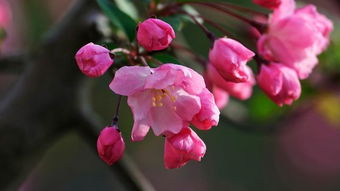 海棠花哪个品种最好看,贵人果海棠与垂丝海棠哪个好看？