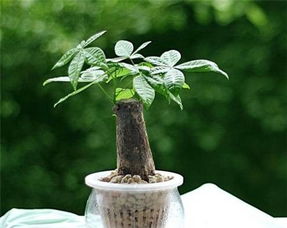 水培发财树怎么防止烂根,水培发财树正确养法？