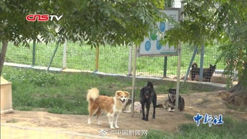 合肥市养犬管理条例 6月实施 中华田园犬不在合肥禁养犬名录中