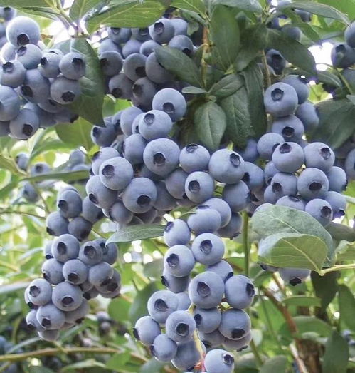 贵阳银行 让 小蓝莓 托起振兴 大梦想