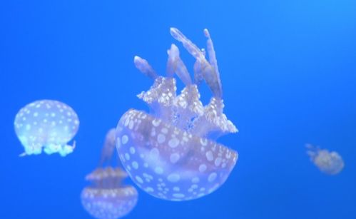 常见的水母类型有哪些 可以饲养吗吗