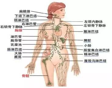 人体淋巴结分别在哪个部位