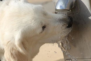 狗狗也是水做的,水喝得够不够 2个小动作告诉你