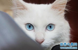 蓝眼白猫为什么是聋子,是猫咪的先天遗传病导致 
