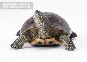 小动物 乌龟 海龟 动物世界 千年乌龟 王八下载 小动物 乌龟 海龟 动物世界 千年乌龟 王八图片素材JPG格式模板 人物形象 