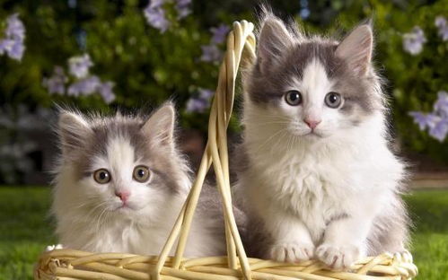 猫咪性格真的和毛色有关系吗 从这3个特征可以判断猫咪性格