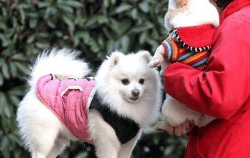 济南文明养犬新规来了 9月1日起正式实施