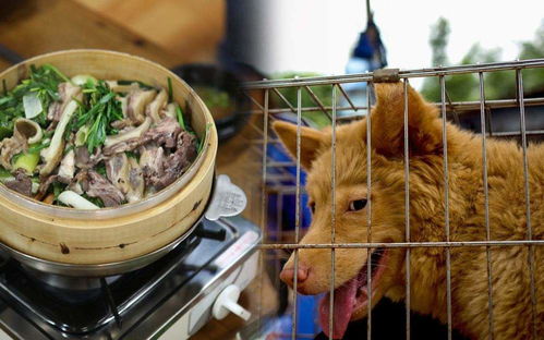 考虑禁食狗肉 韩国这次要动真格 一年吃掉100万只狗,矛盾重重
