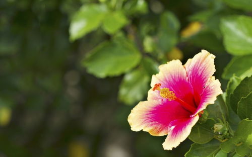 7月上旬,巅峰的桃花运来袭,情缘降临,牵手今生所爱的4大生肖