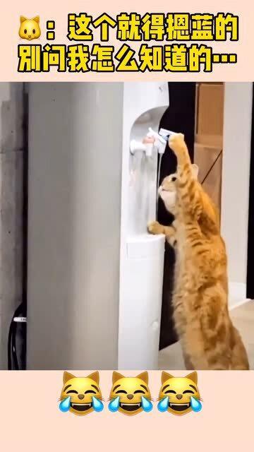 猫咪用饮水机喝水,猫 这个就得摁蓝的,别问我怎么知道的 