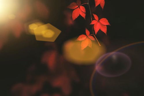 这些秋天的摄影技巧,帮你拍好秋天 手机单反都可以,简单实用