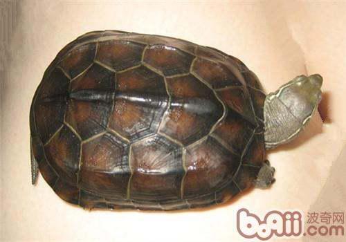家养乌龟怎么区分公母 